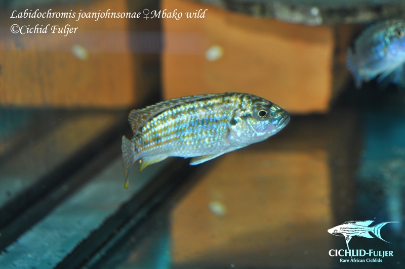 Labidochromis joanjohnsonae 'Mbako Bay'